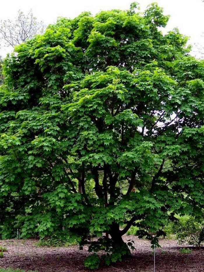 Клен мелколистный