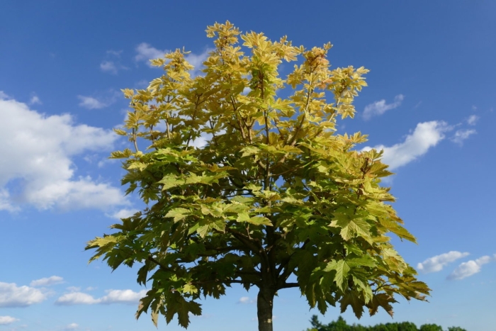 Acer platanoides princeton gold