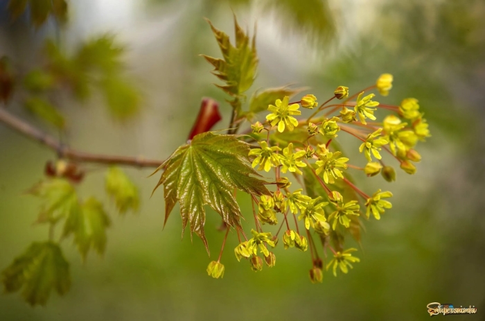Клён остролистный цветениеъ
