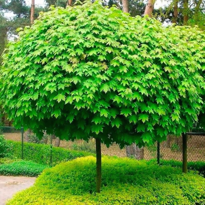 Клен остролистный глобозум