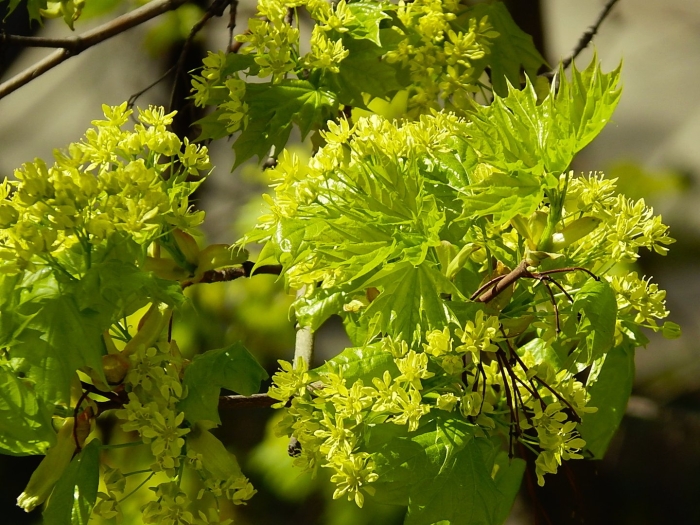 Клён цветёт