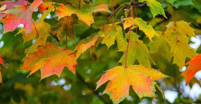 Клен и лист клена