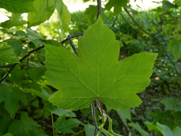 Клен ложноплатановый явор