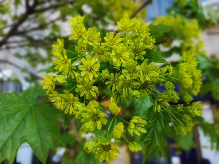 Клен остролистный цветение