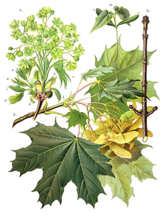 Клён остролистный платановидный