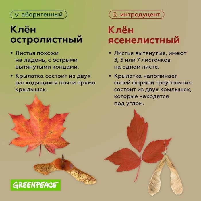 Форма листа клена