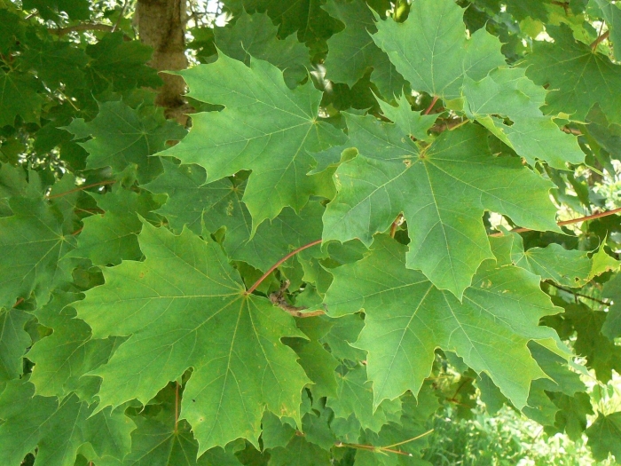 Клен остролистный acer platanoides