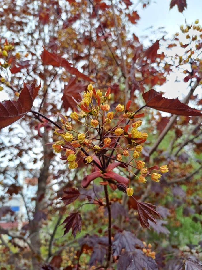 Клен остролистный