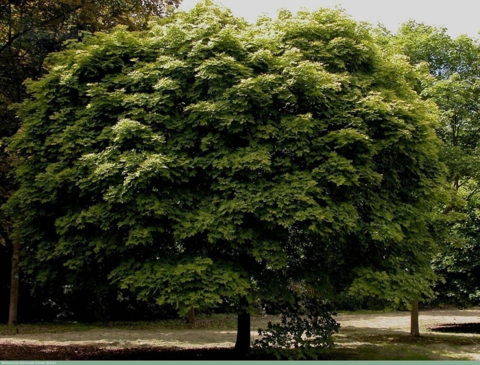 Клён остролистный глобозум