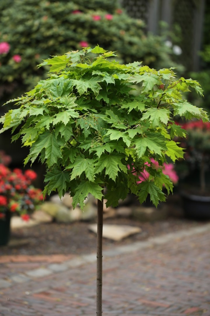 Клён остролистный платановидный