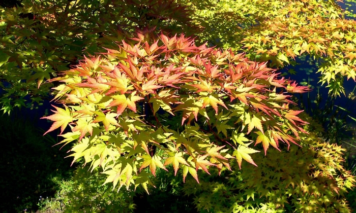 Японский клен acer palmatum