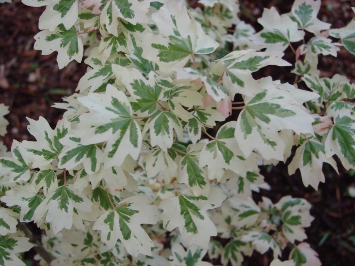 Клен вариегата