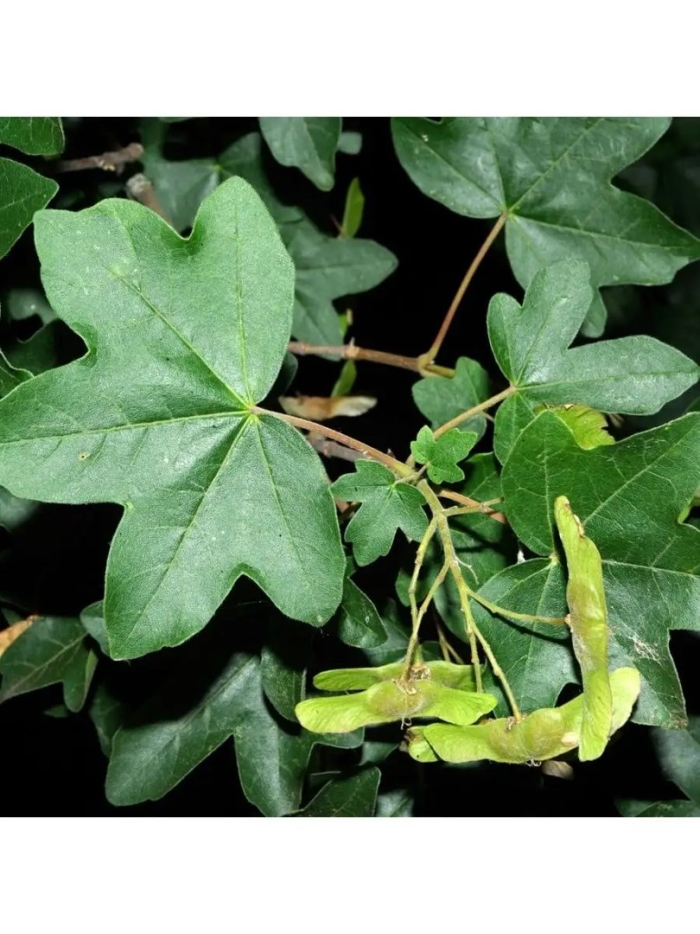 Клен полевой acer campestre