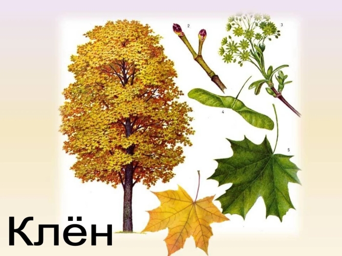 Дерево клен