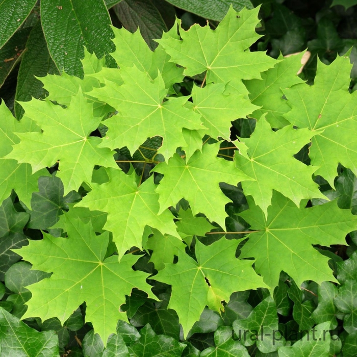 Клён остролистный платановидный