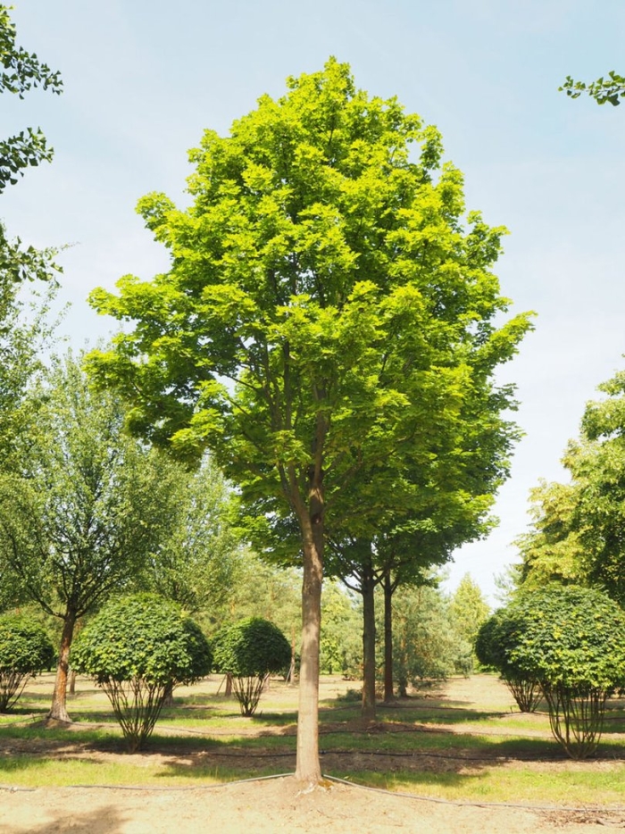 Клен остролистный acer platanoides