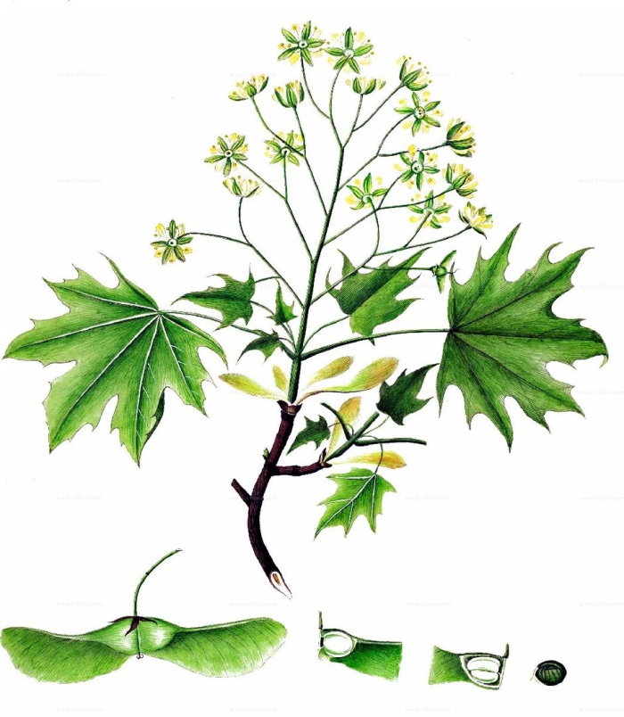 Acer platanoides