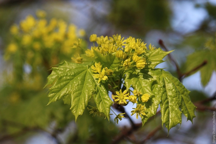 Клен остролистный цветение
