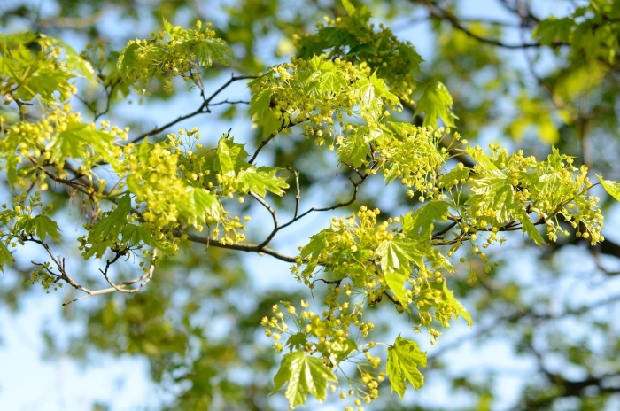 Ясенелистный остролистный клен цветёт