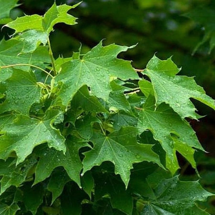 Клен остролистный acer platanoides
