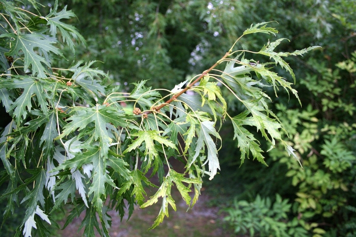 Клен серебристый acer saccharinum