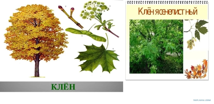 Клён описание дерева для гербария