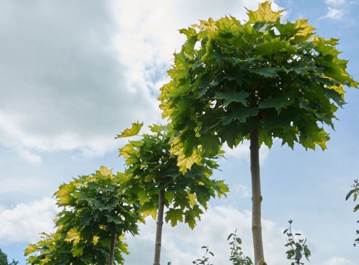 Клен остролистный глобозум