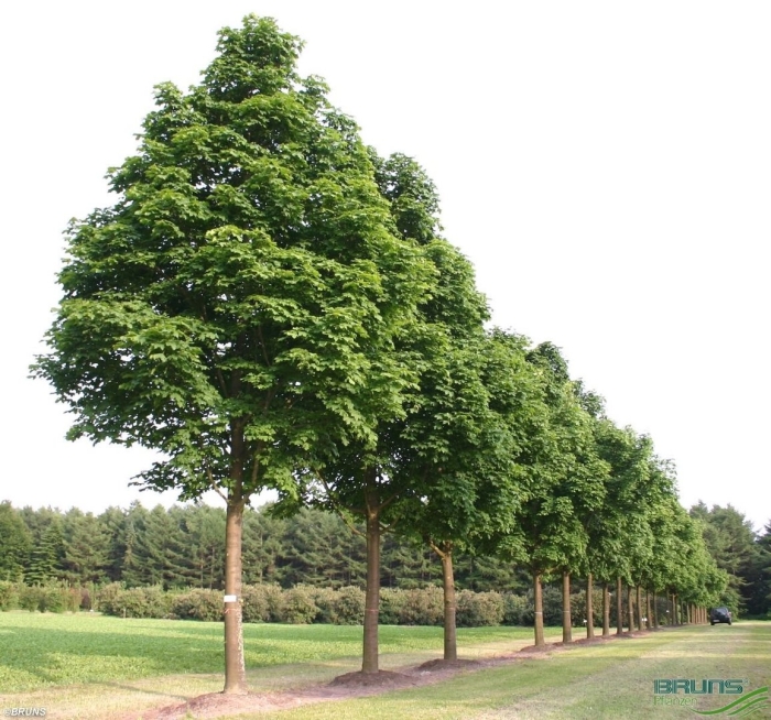 Клен остролистный acer platanoides