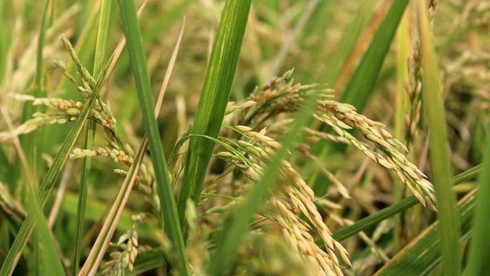 Рис растение