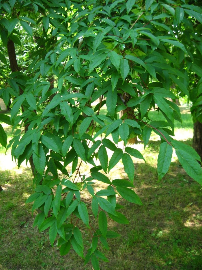 Acer (клен) mandshuricum