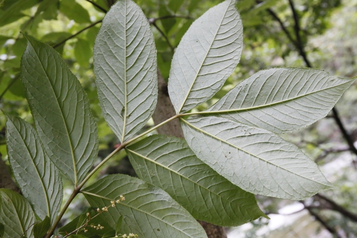 Ясень маньчжурский fraxinus mandshurica