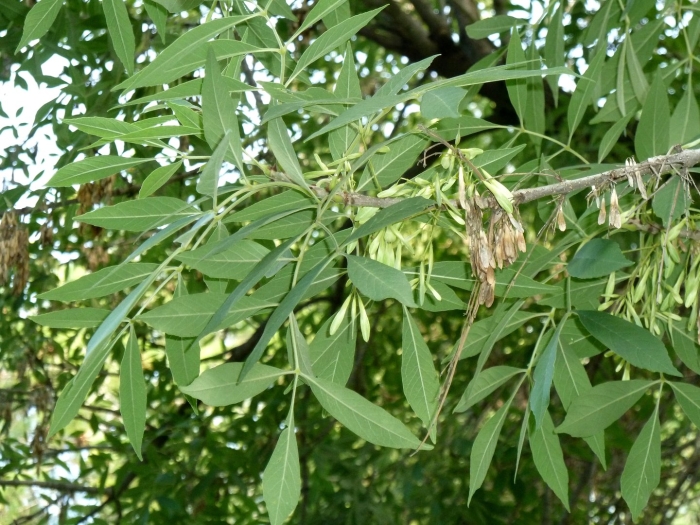 Fraxinus angustifolia