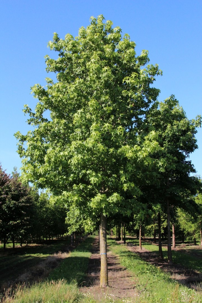 Клен серебристый acer saccharinum