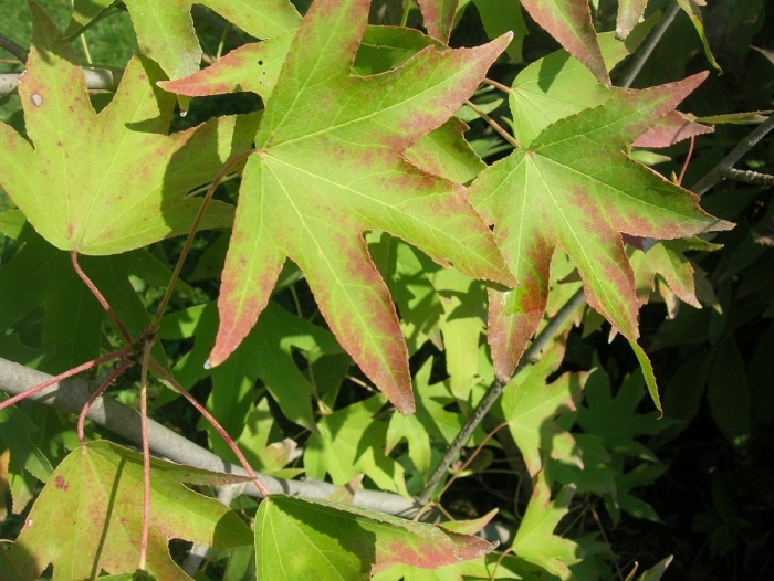 Клен ликвидамбр