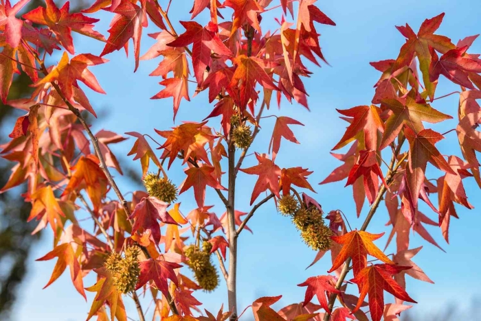 Ликвидамбар смолоносный амбровое дерево