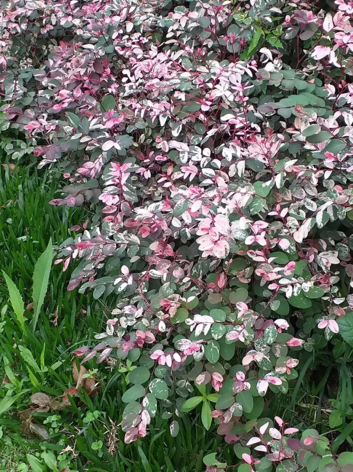 Брейния розовоцветная