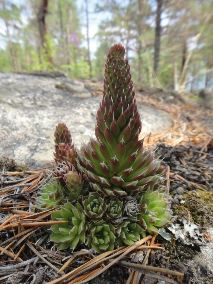 Горноколосник колючий байкальский