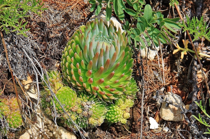 Горноколосник колючий байкальский