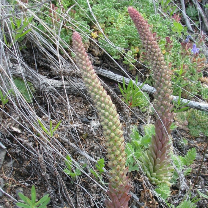 Горноколосник иваренге