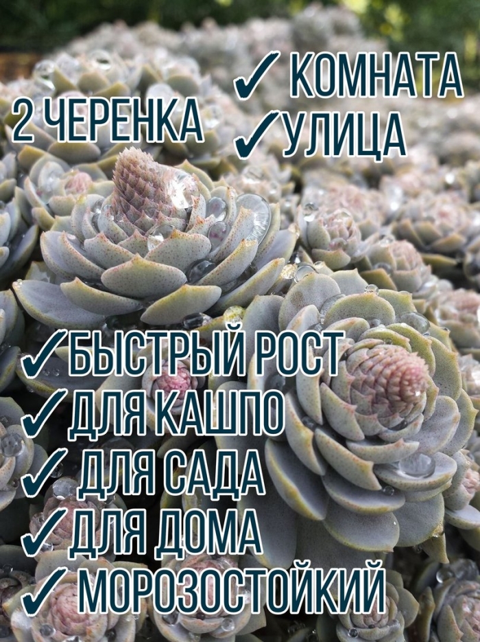 Оростахис горноколосник