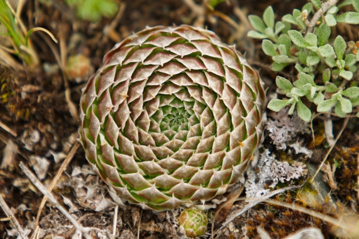 Молодило горноколосник