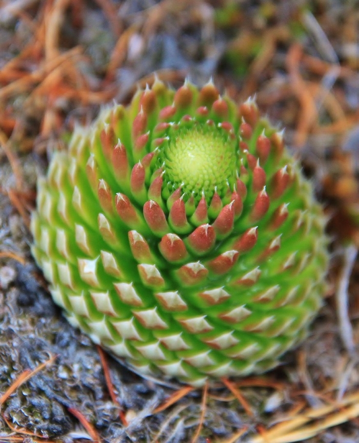 Молодило горноколосник