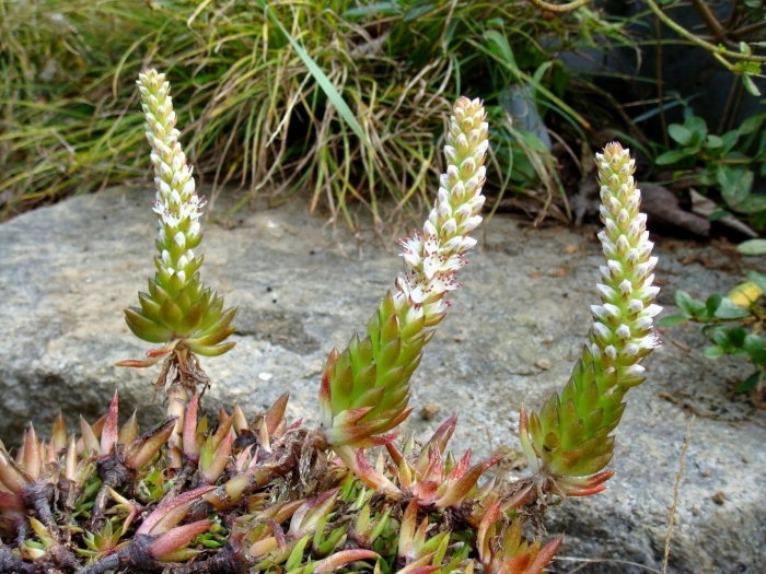Orostachys japonica