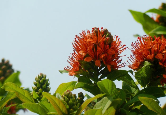 Combretum bracteosum