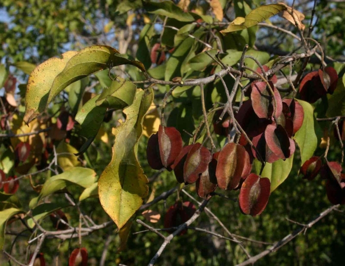 Комбретум (combretum apiculatum