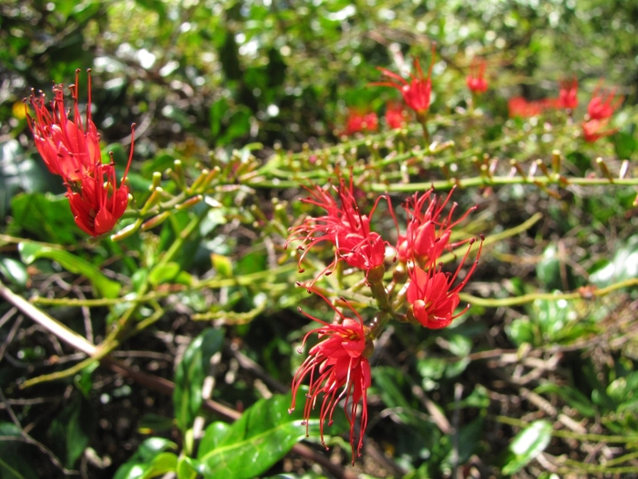Combretum coccineum