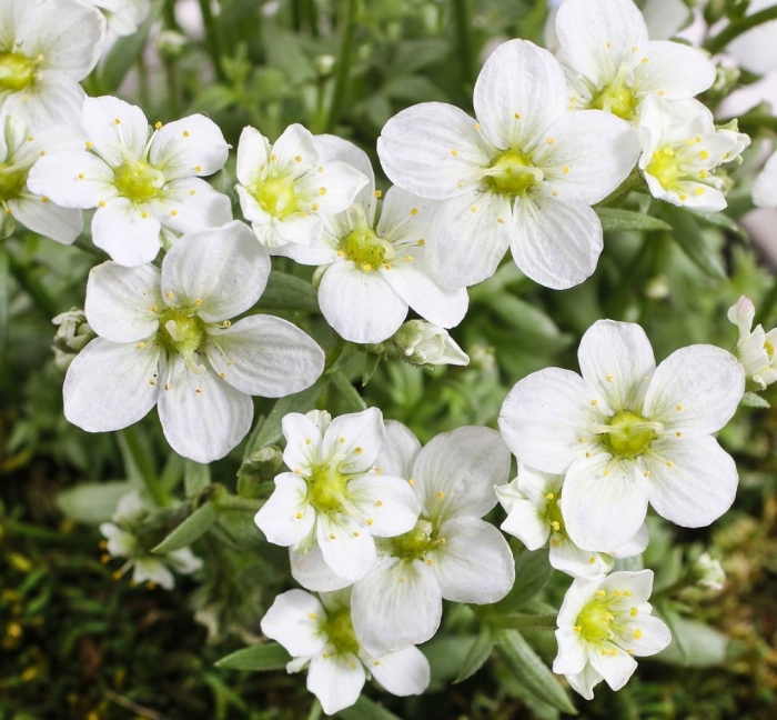 Камнеломка арендса белая