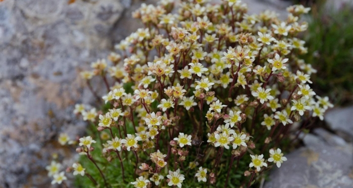 Камнеломка саксифрага