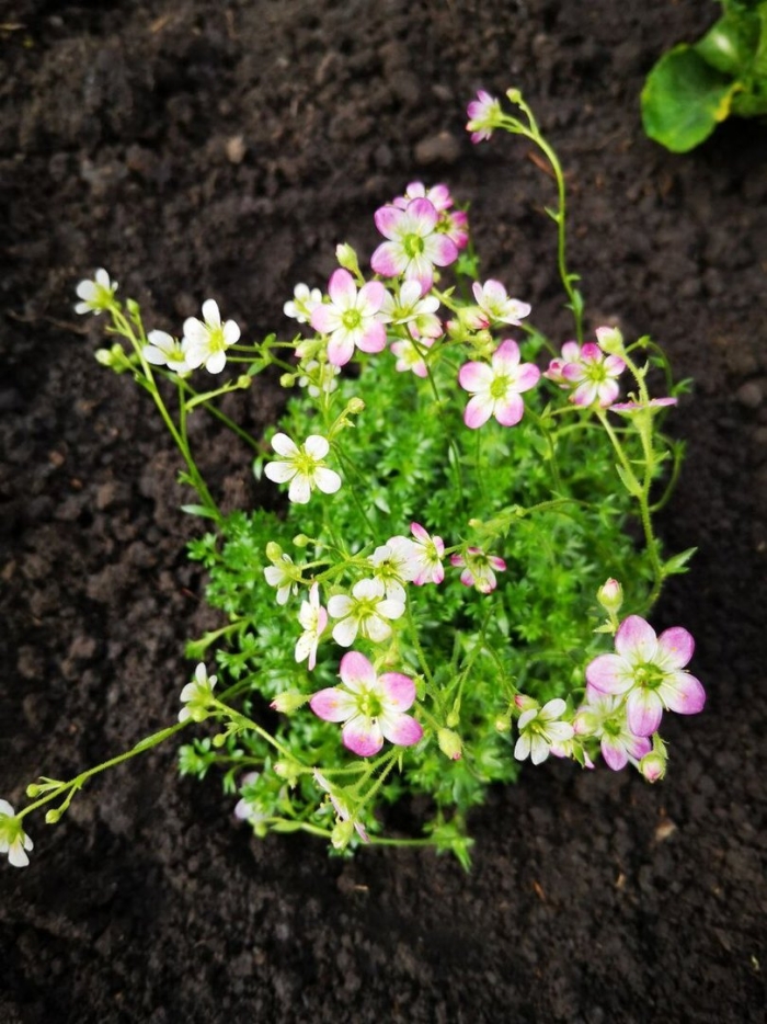 Камнеломка моховая арендса.