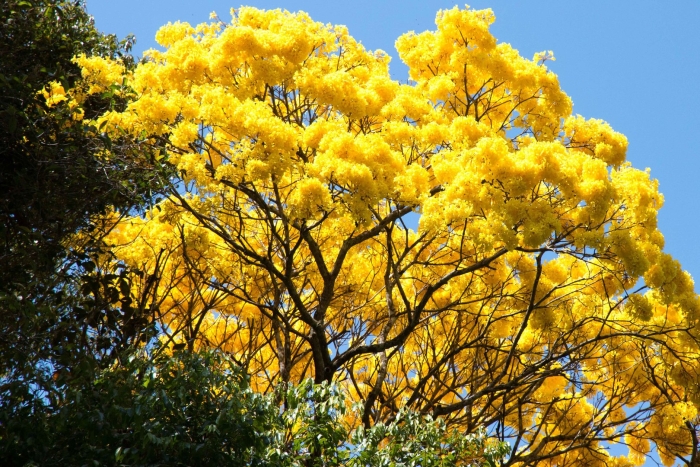 Акация густоцветковая австралия